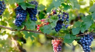 AVELLINO – Giornata Nazionale del Paesaggio “L’uomo e la tradizione vinicola nel paesaggio culturale irpino”