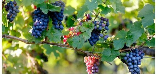 AVELLINO – Giornata Nazionale del Paesaggio “L’uomo e la tradizione vinicola nel paesaggio culturale irpino”